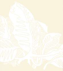 Transparent extender