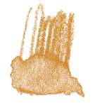 STAEDTLER® | Karat Aquarell kleurpotloden, oranjebruin