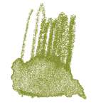 STAEDTLER® | Karat Aquarell kleurpotloden, olijfgroen