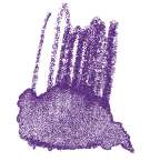 STAEDTLER® | Karat Aquarell kleurpotloden, violet