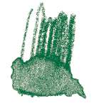 STAEDTLER® | Karat Aquarell kleurpotloden, groen