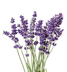 Lavendel