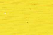 Cadmium yellow light 0286