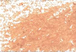 JAXON® | 1000 Oliepastel — los, losse pastels, d 18 mm, Huidskleur