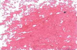 JAXON® oliepastelkrijt los, Crimson