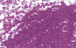 JAXON® oliepastelkrijt los, Carmine