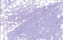 JAXON® oliepastelkrijt los, Grey rose