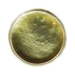 eli-chem resins | Resi-Tint MAX pigmentpasta — parelmoer, 50 g, Aztec gold