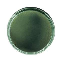 eli-chem resins | Resi-Tint MAX pigmentpasta — parelmoer, 50 g, Olive twist