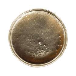 eli-chem resins | Resi-Tint MAX pigmentpasta — parelmoer, 50 g, Bronzed