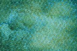 Peafowl green