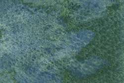 Echinops green grey
