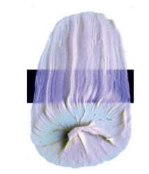 Tri-Art™ | F.Q. LOW VISCOSITY acrylverf — los, flacon 120 ml, Interference violet