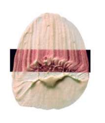 Tri-Art™ | F.Q. LOW VISCOSITY acrylverf — los, flacon 120 ml, Interference red