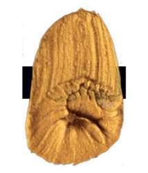 Tri-Art™ | F.Q. LOW VISCOSITY acrylverf — los, flacon 120 ml, Iridescent gold deep