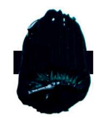 Tri-Art™ | F.Q. LOW VISCOSITY acrylverf — los, flacon 120 ml, Phthalo turquoise