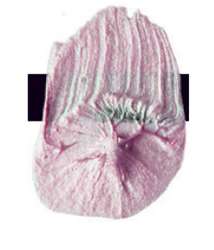 Tri-Art™ | F.Q. LOW VISCOSITY acrylverf — los, flacon 120 ml, Rose gold