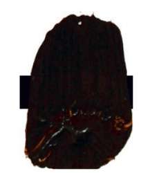 Tri-Art™ | F.Q. LOW VISCOSITY acrylverf — los, flacon 120 ml, Sepia