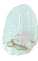 Interference turquoise