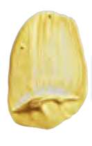 Iridescent pale gold