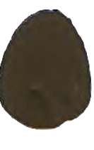Raw umber