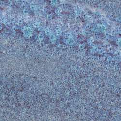 Speedball® | MID-FIRE™ GLAZE kwastglazuur 1180-1220°C — los, pot 473 ml, Lavender mist