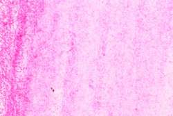 HOLBEIN | HWCP ARTISTS' WATERCOLOR PENCIL™ aquarelpotlood — los, Opera